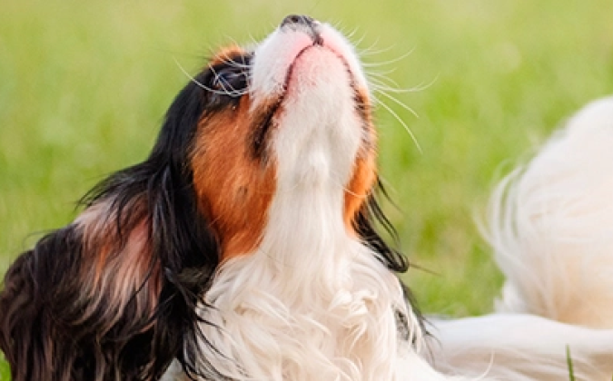 DOG TREAT STICKS