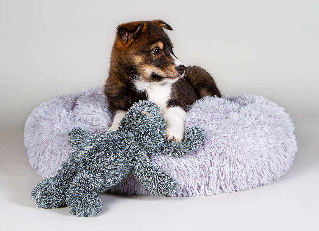 Products For Puppy