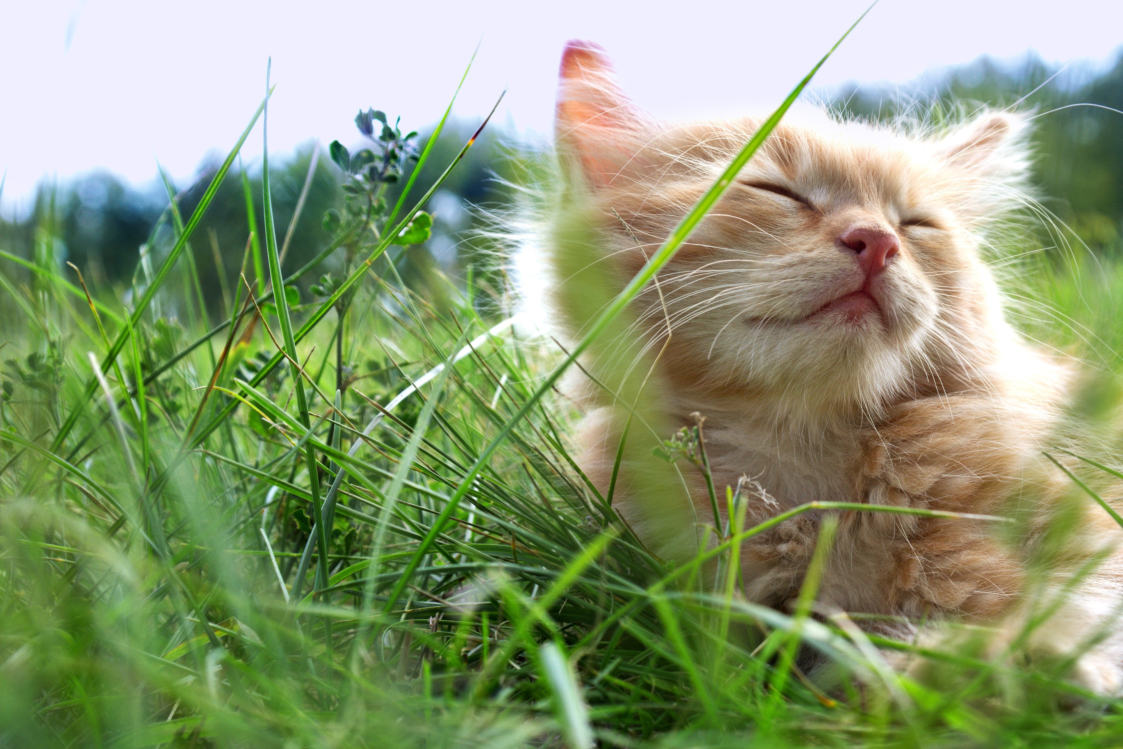 NON-CLUMPING CAT LITTER