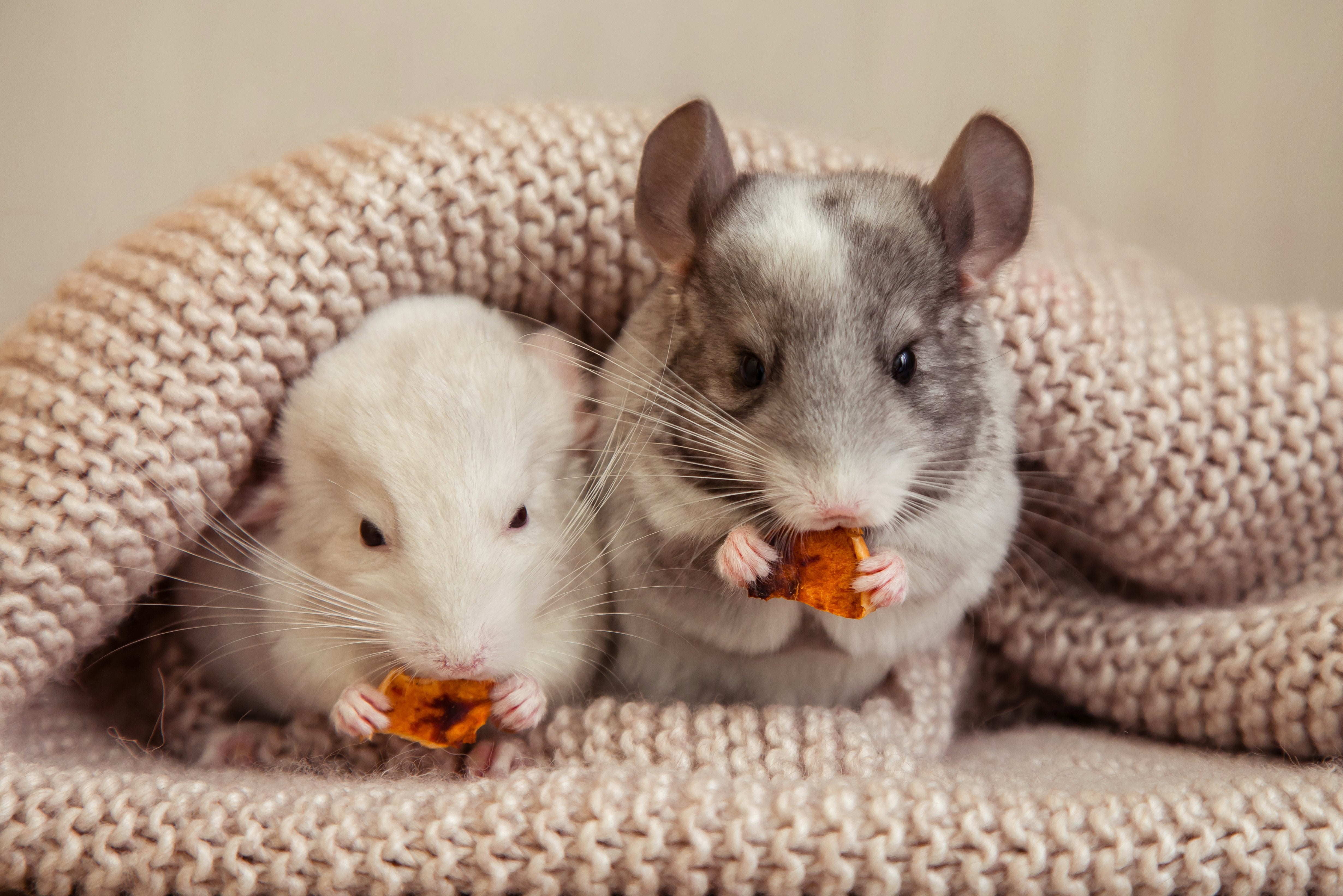 RODENT TREATS